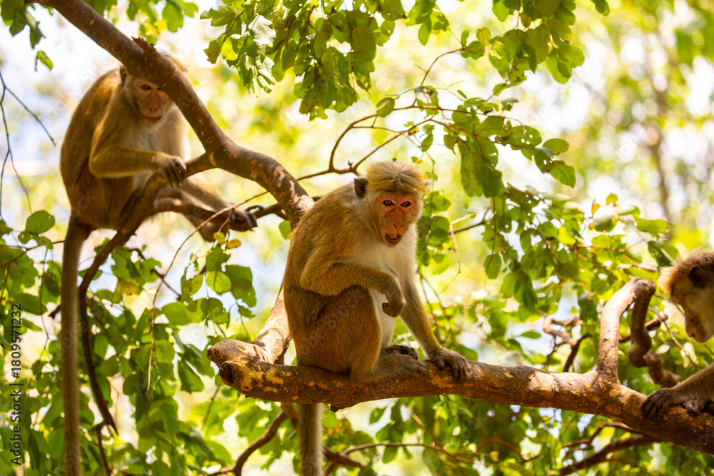 Naklejka premium A macaque monkey sits on a tree in the jungle. Wildlife scene with wild animals.