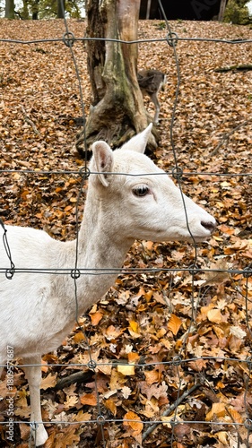 Wallpaper Mural Deer in a Forest Park Torontodigital.ca