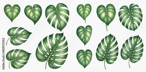 Set of tropical green leaves, monstera and heart-shaped philodendron foliage, botanical illustration.