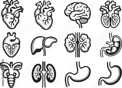 Intricate hand drawn anatomical organs set for medical illustration projects. Vector Black silhouettes. with white background