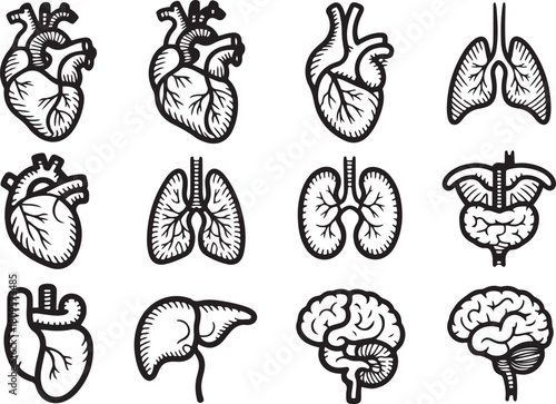 Intricate hand drawn anatomical organs set for medical illustration projects. Vector Black silhouettes. with white background