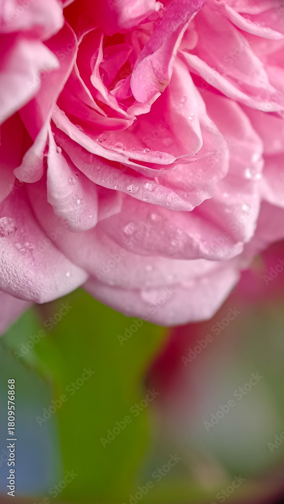 Obraz premium Macro Close-up of Pink Rose Petals Adorned with Raindrops