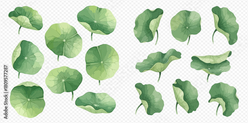 Set of beautiful green watercolor lotus leaves, various shapes and sizes, isolated on transparent background.