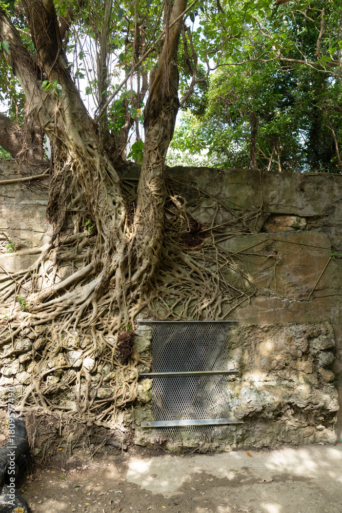 Obraz premium 気根が張りめぐる第32軍司令部壕