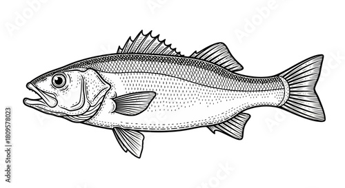 Hand Drawn Ocean or Sea and River Fish Illustration Bundle. A Collection of Salmon and Tuna or Pike and Anchovy, Herring, Trout, Dorado Sketches Silhouettes.