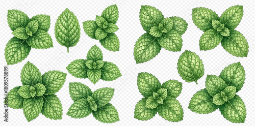 Fresh green mint leaves and sprigs, perfect for culinary and herbal designs.