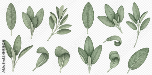 Watercolor illustration set of fresh green sage leaves and branches, isolated on a transparent background, showcasing various shapes and arrangements.