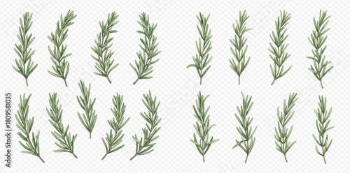 Set of fresh green rosemary sprigs, aromatic herb for cooking and seasoning dishes.