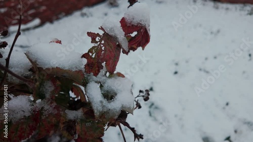 Close up plant covered in snow. Cutaway shot.