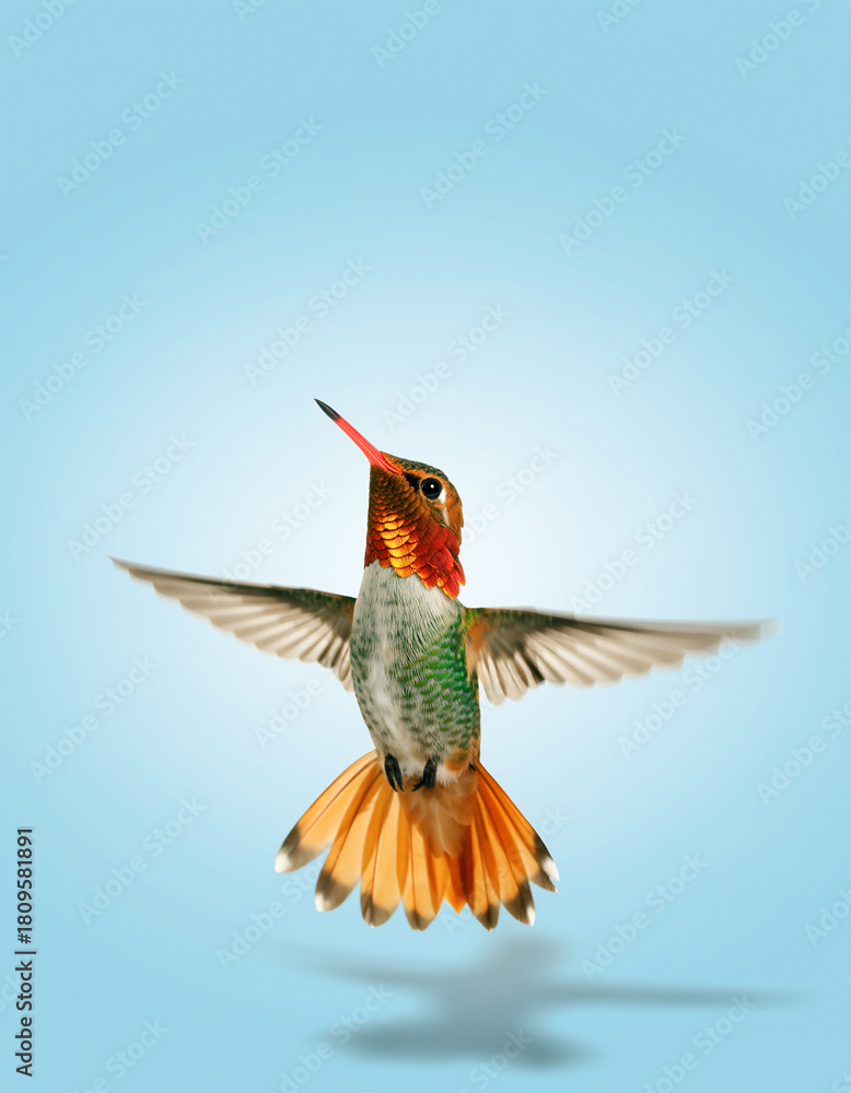 Obraz premium Vibrant Hummingbird Hovering with Wings Blurred