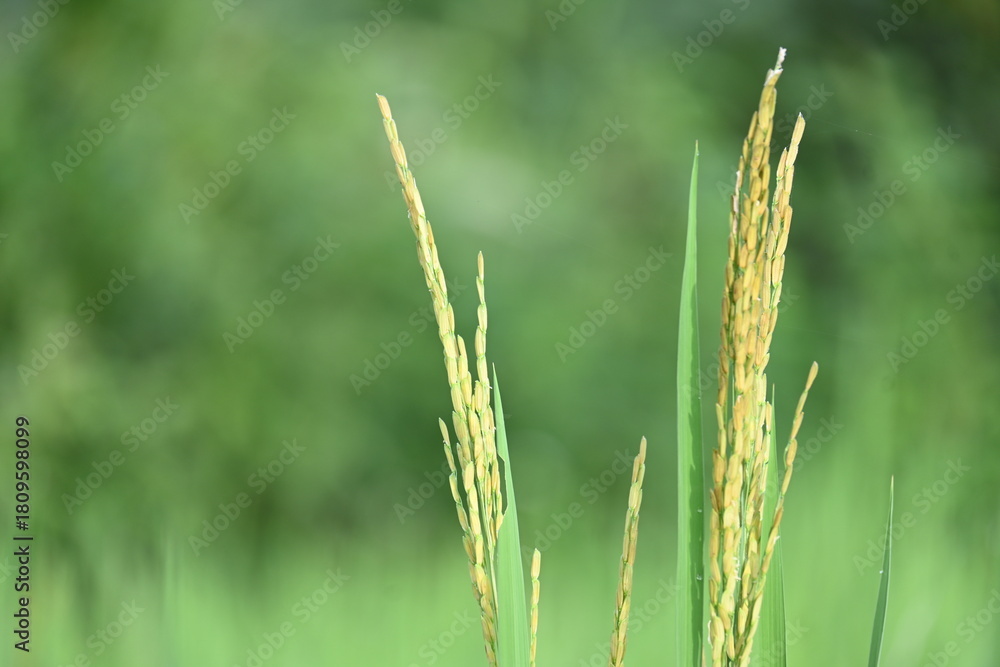 Fototapeta premium Ears of rice with green blurred background. Golden ear of paddy rice. Closeup the bunch ripe golden green paddy grain growing with plant. Rice field in India. Rice or paddy farming.