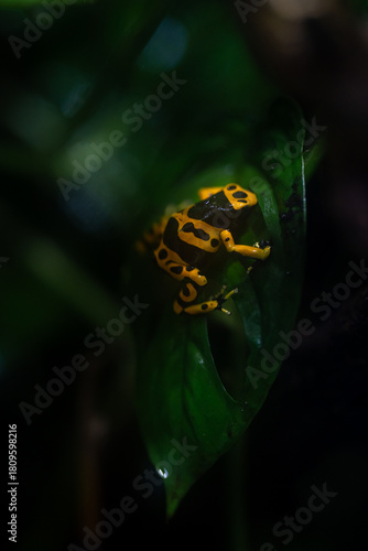 Dendrobates leucomelas