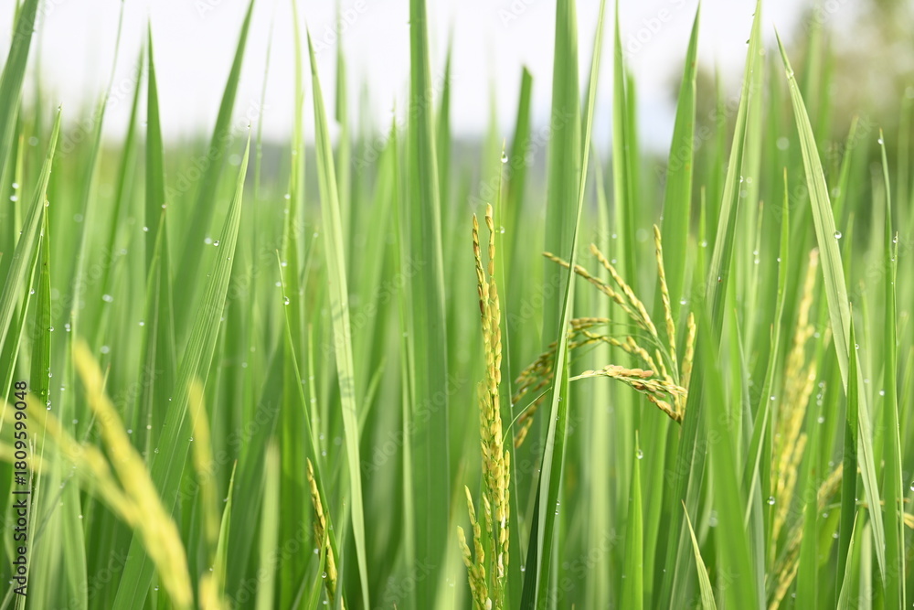 Obraz premium Ears of rice with green blurred background. Golden ear of paddy rice. Closeup the bunch ripe golden green paddy grain growing with plant. Rice field in India. Rice or paddy farming.
