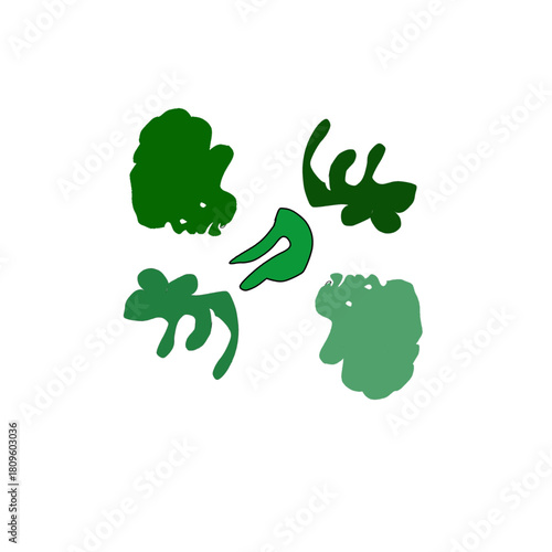 broccoli vector illustration