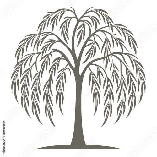 Elegant Willow Tree Silhouette with Graceful Branches and Delicate Foliage Design
