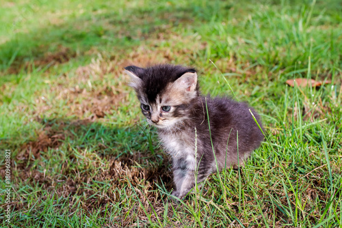 Wallpaper Mural Adorable Kitten Discovering the Outdoors in a Lush Green Meadow Environment Torontodigital.ca