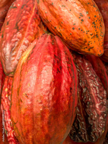 Isolated cocoa pods stacked on a supermarket shelf