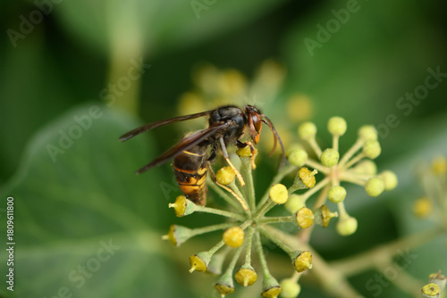 Foto The Asian hornet (Vespa velutina) is an invasive exotic species that is harmful to honeybees, bumblebees, and other pollinating insects