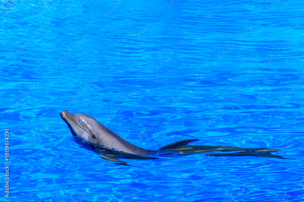 Obraz premium Dolphin in a swimming pool