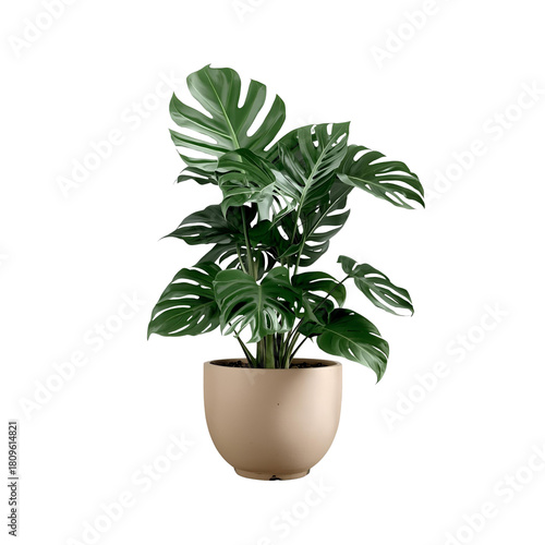 plant in a pot