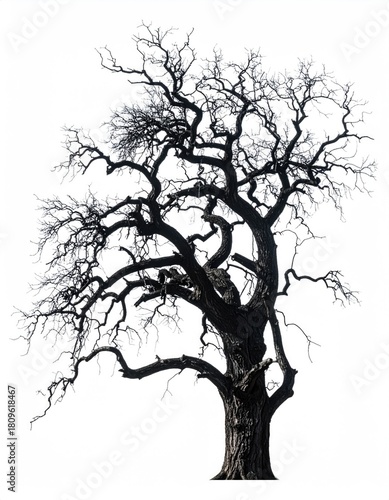 Wallpaper Mural Bare tree with twisted, gnarled branches against white Torontodigital.ca