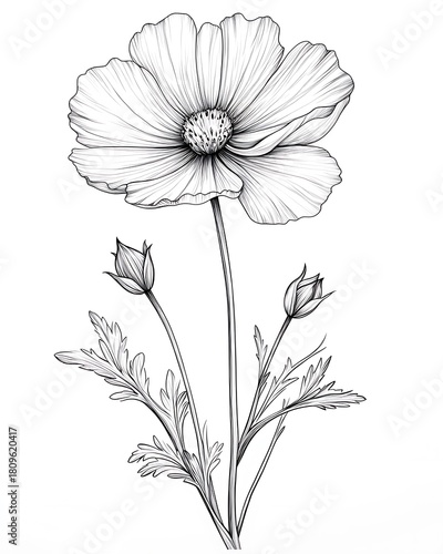 Wallpaper Mural Detailed botanical illustration of a cosmos flower with buds and leaves Torontodigital.ca