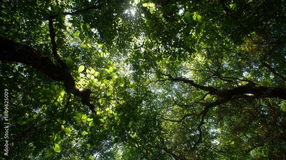 Obraz premium Above, a vast canopy of leaves, sunlight filtering through the gaps 