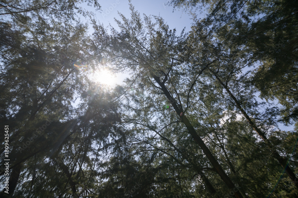 Fototapeta premium Sunlight Filtering Through Towering Trees in a Serene Forest Scene