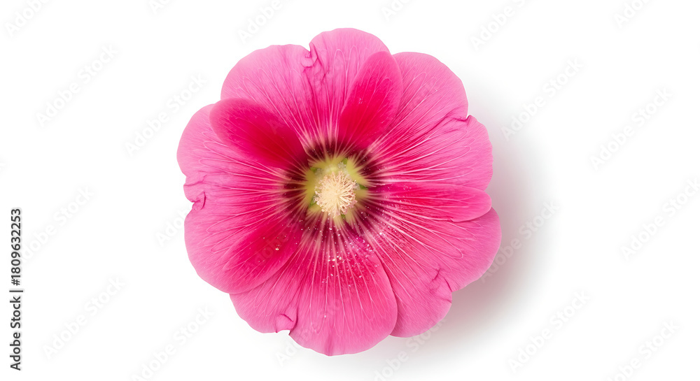 Fototapeta premium Close-up shot of a vibrant pink hollyhock flower, showcasing delicate petals and intricate details.