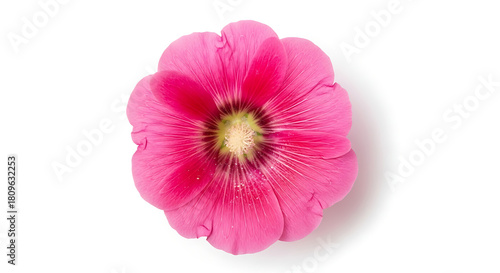 Close-up shot of a vibrant pink hollyhock flower, showcasing delicate petals and intricate details.