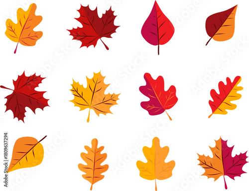 vector image of autumn leaves, several autumn leaves on a white background, image without background leaves, nine leaves, autumn, autumn image, maple leaves, oak leaves
