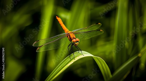Golden dragonfly perched on a blade of grass, macro nature photo with emerald green background and transparent wings