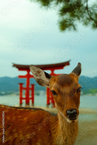 Wild deer and O-torii gate in Miyajima Island, Hiroshima, Japan