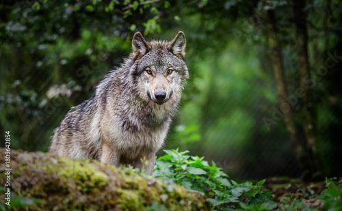 Gray wolf standing in a forest - France