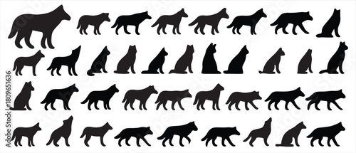 Silhouette image of wolf standing in different poses against white background wildlife illustration with canine animal in various standing and sitting positions.
