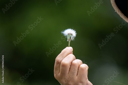 blow the dandelion fluff especially for spring