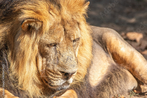 Majestic male lion peacefully resting in warm sunlight with eyes closed