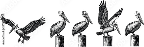 Set of pelican birds sitting on wood posts and flying, black and white engraving style vector illustration.