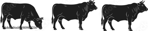 Set of black cow silhouettes, grazing and standing cattle, farm animal vector collection, agriculture symbol, bull illustration.