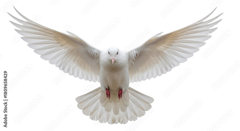 Fototapeta premium White Dove Flying with Wings Spread on Black Background