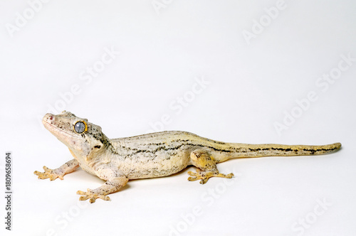 Neukaledonischer Höckerkopfgecko // New Caledonia gargoyle gecko (Rhacodactylus auriculatus) 