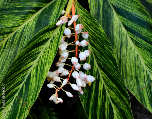 Shell ginger plant with its white buds in the middle.