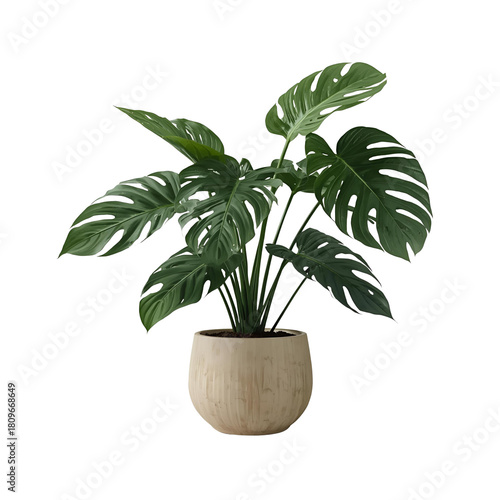 plant in a pot