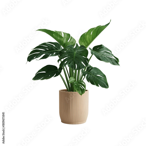 plant in a pot