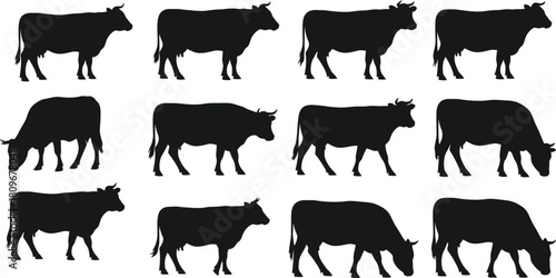Silhouette of cows in various poses on white background