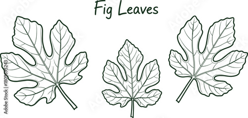 Set of detailed fig leaves, botanical illustration collection, natural foliage drawings, hand-drawn leaf outlines, plant anatomy artwork for design projects