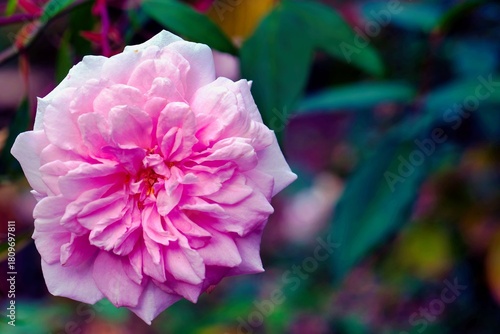 Beautiful pink rose blooming in a vibrant garden during springtime with lush green leaves surrounding it