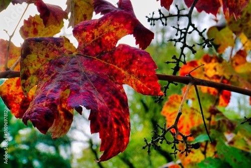 Colorful autumn leaves display vibrant red and yellow hues during a sunny afternoon in a tranquil park setting