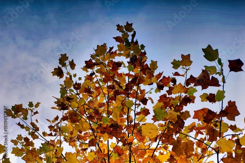 Vibrant autumn leaves capturing the beauty of nature against a blue sky during late afternoon