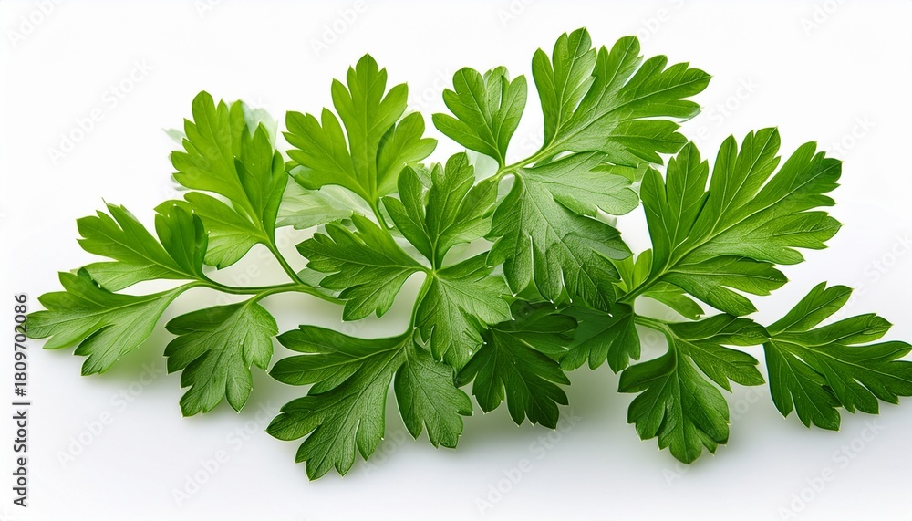 Fototapeta premium green parsley isolated on white background